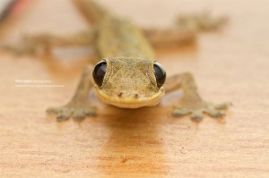 baby-gecko-picture1-momotaro-photography